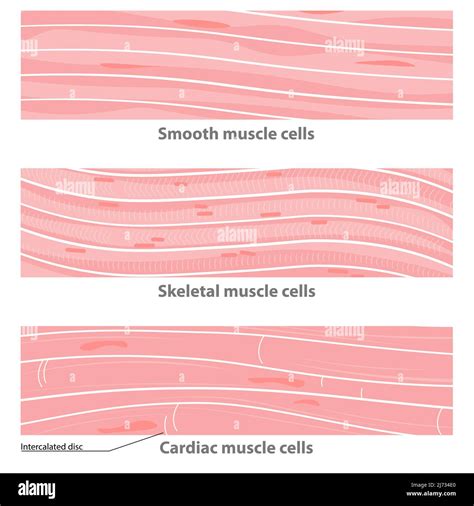 how are cardiac muscle cells similar to smooth muscle cells